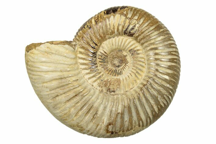 Polished Jurassic Ammonite (Perisphinctes) - Madagascar #270926
